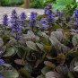 Spring Violet Grass Plant Succulents Grass 400 Seeds