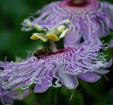 Passion Flower,Passiflora Incarnata Certified Pure Live 40 Seeds