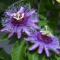 Passion Flower,Passiflora Incarnata Certified Pure Live 40 Seeds