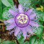 Passion Flower,Passiflora Incarnata Certified Pure Live 40 Seeds