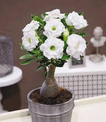 White Desert Rose Bonsai Ornamental Plant Balcony Bonsai Potted Beautiful Flower 2 Seeds