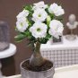 White Desert Rose Bonsai Ornamental Plant Balcony Bonsai Potted Beautiful Flower 2 Seeds