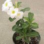 White Desert Rose Bonsai Ornamental Plant Balcony Bonsai Potted Beautiful Flower 2 Seeds