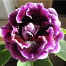 Rare Real Gloxinia Plant 200 Seeds