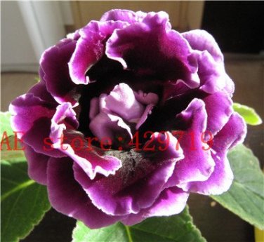 Rare Real Gloxinia Plant 200 Seeds
