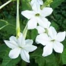 Nicotiana Alata -s Home Garden Multi-Color Optional YR 400 Seeds
