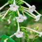 Nicotiana Alata -s Home Garden Multi-Color Optional YR 400 Seeds