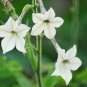 Nicotiana Alata -s Home Garden Multi-Color Optional YR 400 Seeds