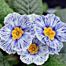 Evening Primrose Zebra Blue Evening Primrose Bonsai Rare Variety Attractive 200 Seeds