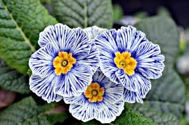 Evening Primrose Zebra Blue Evening Primrose Bonsai Rare Variety Attractive 200 Seeds