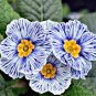 Evening Primrose Zebra Blue Evening Primrose Bonsai Rare Variety Attractive 200 Seeds