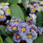 Evening Primrose Zebra Blue Evening Primrose Bonsai Rare Variety Attractive 200 Seeds