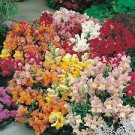 Mixed Antirrhinum Snapdragon Jardin Fragrant Dwarf Flower 200 Seeds