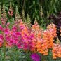 Mixed Antirrhinum Snapdragon Jardin Fragrant Dwarf Flower 200 Seeds