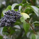 Ligustrum Lucidum Semente 200 Seeds
