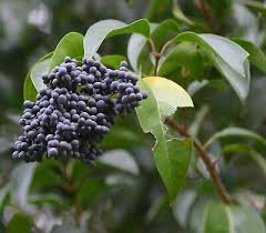 Ligustrum Lucidum Semente 200 Seeds