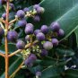 Ligustrum Lucidum Semente 200 Seeds