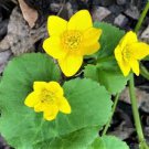 Caltha Palustris Bonsai Very Fragrant Can Grow Well in Pot Or Bonsai Flores Sementes 200 Seeds