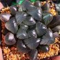 Rainbow YuLu Bonsai, Potted Succulents Fleshy Shining Green Plants 200 Seeds