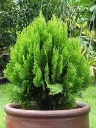 Cypress Trees Platycladus Orientalis Oriental Arborvitae Plants Conifer Bonsai 100 Seeds