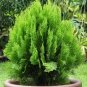 Cypress Trees Platycladus Orientalis Oriental Arborvitae Plants Conifer Bonsai 100 Seeds