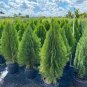 Cypress Trees Platycladus Orientalis Oriental Arborvitae Plants Conifer Bonsai 100 Seeds