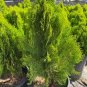 Cypress Trees Platycladus Orientalis Oriental Arborvitae Plants Conifer Bonsai 100 Seeds