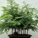 Dawn Redwood Bonsai Tree Grove Metasequoia Glyptostroboides Bonsai Plant 100 Seeds