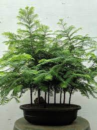 Dawn Redwood Bonsai Tree Grove Metasequoia Glyptostroboides Bonsai Plant 100 Seeds