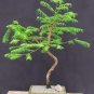 Dawn Redwood Bonsai Tree Grove Metasequoia Glyptostroboides Bonsai Plant 100 Seeds