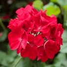 Rare Dark Red Geranium Bonsai 60 Seeds