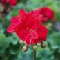 Rare Dark Red Geranium Bonsai 60 Seeds