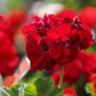 Rare Dark Red Geranium Bonsai 60 Seeds