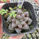 Rainbow YuLu Bonsai, Potted Succulents Fleshy Shining Green Plants 200 Seeds