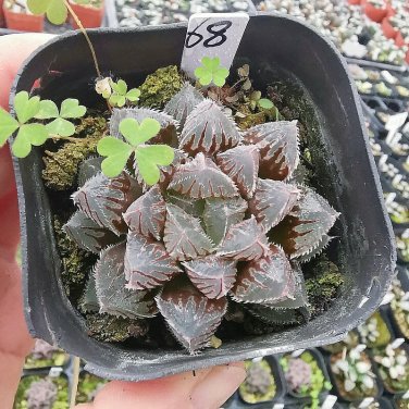 Rainbow YuLu Bonsai, Potted Succulents Fleshy Shining Green Plants 200 Seeds