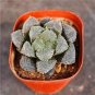 Rainbow YuLu Bonsai, Potted Succulents Fleshy Shining Green Plants 200 Seeds