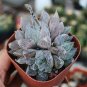 Rainbow YuLu Bonsai, Potted Succulents Fleshy Shining Green Plants 200 Seeds