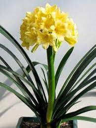 Clivia Miniata Plant Gorgeous Bonsai Rare Bush Lily Flower Bonsai 200 Seeds