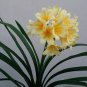 Clivia Miniata Plant Gorgeous Bonsai Rare Bush Lily Flower Bonsai 200 Seeds