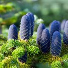 Rare Korean Fir,Abies Koreana Bonsai Tree Ornamental Bonsai Flower Plant 200 Seeds
