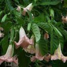 Poeetd plant Brugmansia flower Angel Trumpet fragrant Datura tree 200 Seeds