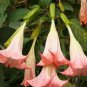 Poeetd plant Brugmansia flower Angel Trumpet fragrant Datura tree 200 Seeds