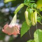 Poeetd plant Brugmansia flower Angel Trumpet fragrant Datura tree 200 Seeds