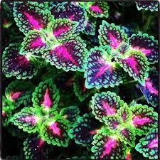 Janpanese Bonsai Coleus Plant Rainbow Dragon Foliage Plant 200 Seeds