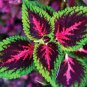 Janpanese Bonsai Coleus Plant Rainbow Dragon Foliage Plant 200 Seeds