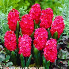 True Hyacinth Bulb 2 Seeds