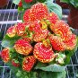 Bonsai Calceolaria Dicentra Spectabilis Rare Flower 400 Seeds