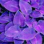 Coloful Hosta Plants Perennials Lily Flower Full Shade Hosta Flower 200 Seeds