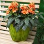 Rare Crossandra Infundibuliformis Grow Plant lings Bonsai 200 Seeds