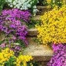 Rainbow Creeping Thyme Plants Blue Rock CRESS Plants 400 Seeds